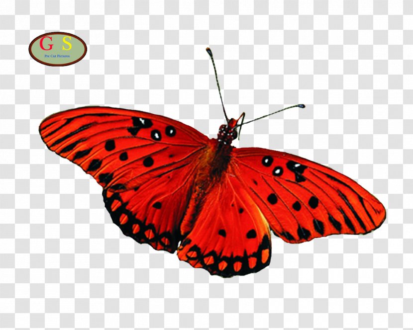 Butterfly Greta Oto Desktop Wallpaper Aglais Io - Organism Transparent PNG
