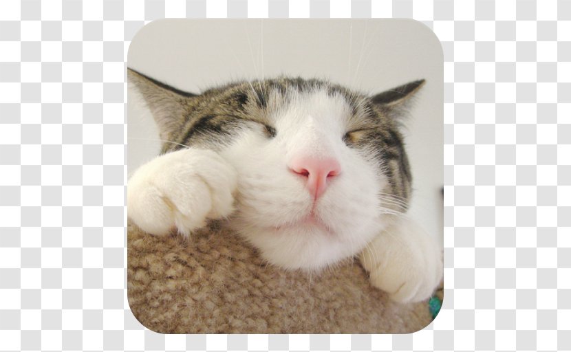 CATS: Crash Arena Turbo Stars Felidae Wildcat Desktop Wallpaper - Feral Cat Transparent PNG