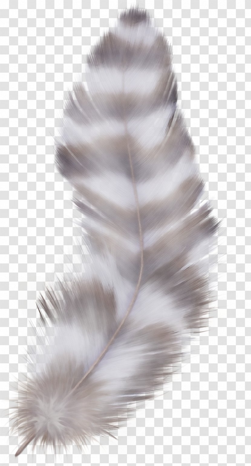 Peacock Drawing - Silver - Ear Tail Transparent PNG