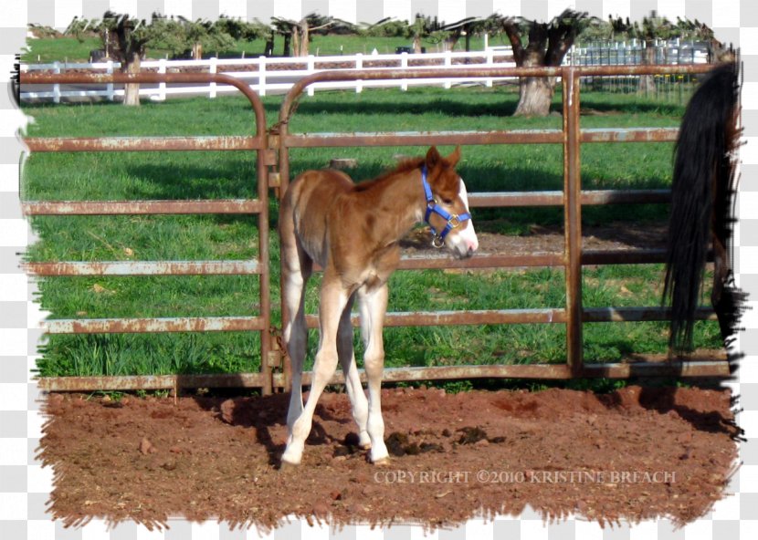Foal Mustang Colt Stallion Mare - Horse Transparent PNG