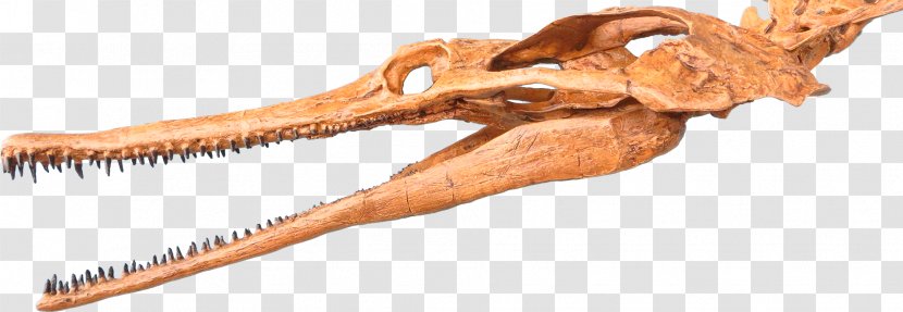 Champsosaurus Hell Creek Formation Choristodera Late Cretaceous Saurian - Pterosaurs Transparent PNG