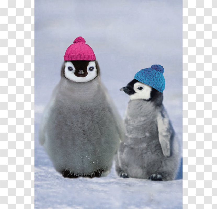 Emperor Penguin Adélie Antarctic Little Transparent PNG