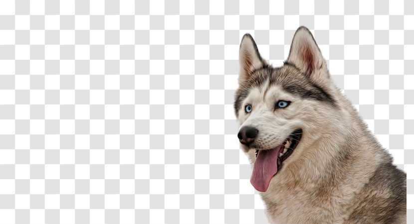 The Siberian Husky Alaskan Malamute Puppy - Snout Transparent PNG