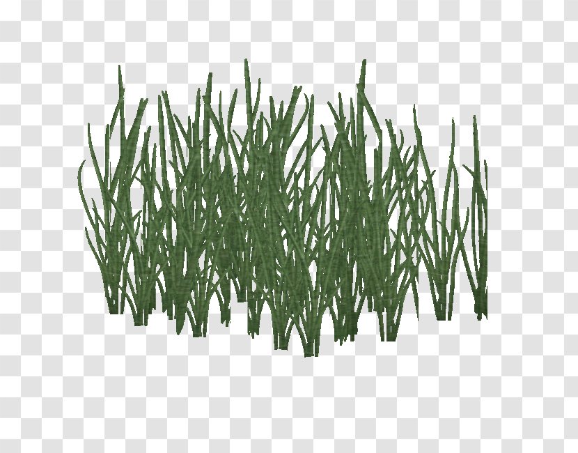 Wikia Zoo Tycoon 2 Oceania User - Grass Family - Aquatic Plants Transparent PNG