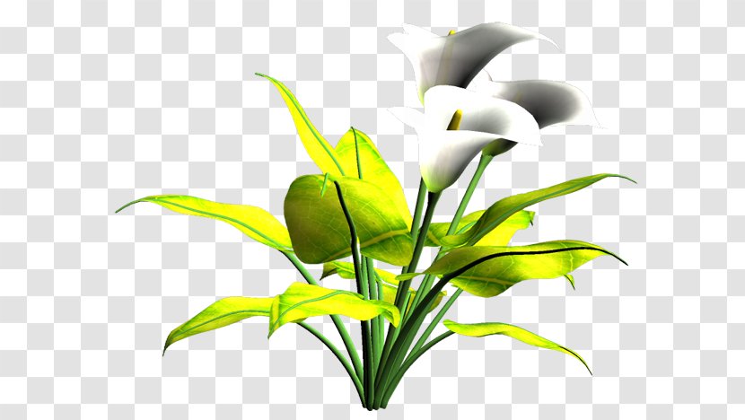 Cut Flowers Plant Stem Leaf Flowering - Aquarium Transparent PNG