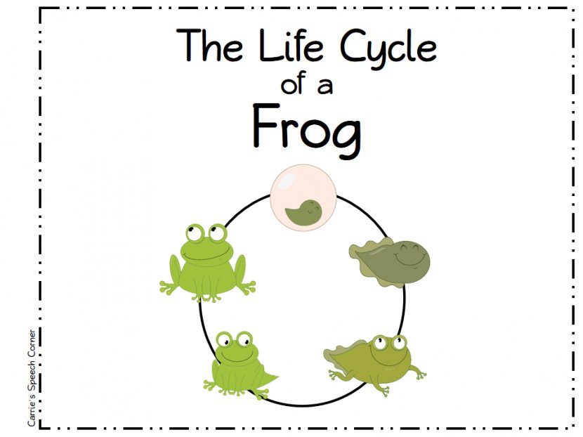 Frog Butterfly Biological Life Cycle Clip Art - Free Content - Frogs Images Transparent PNG