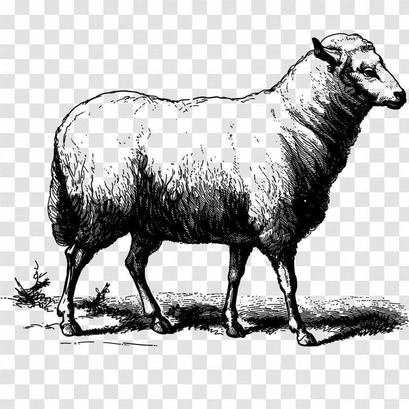 Sheep Goat Drawing - Clarabelle Cow Transparent PNG