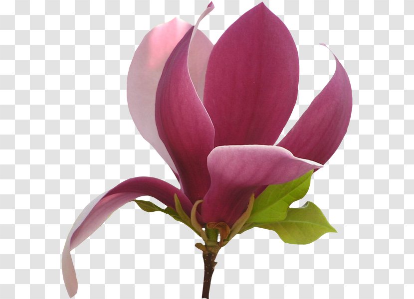 Flower Chinese Magnolia - Family Transparent PNG