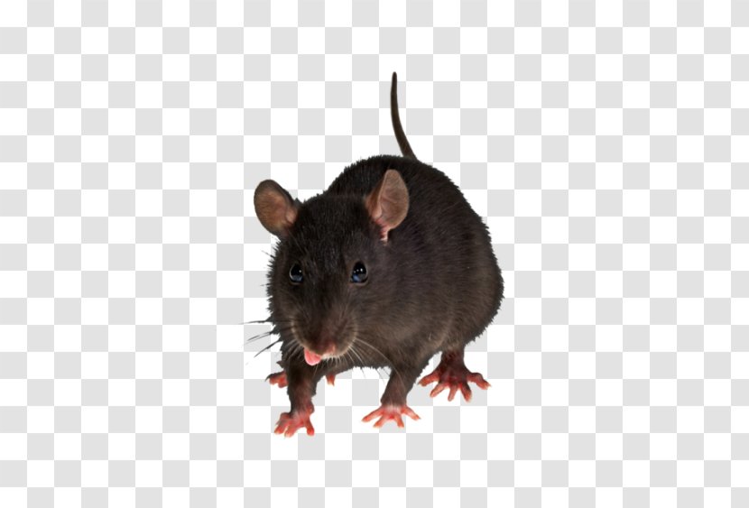 Brown Rat Mouse Rodent Pest Control - Snout Transparent PNG