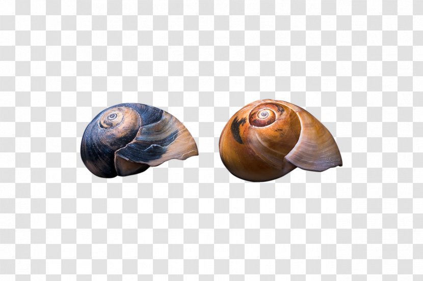 Sea Snail Gastropods Seashell Slug - Snails And Slugs Transparent PNG
