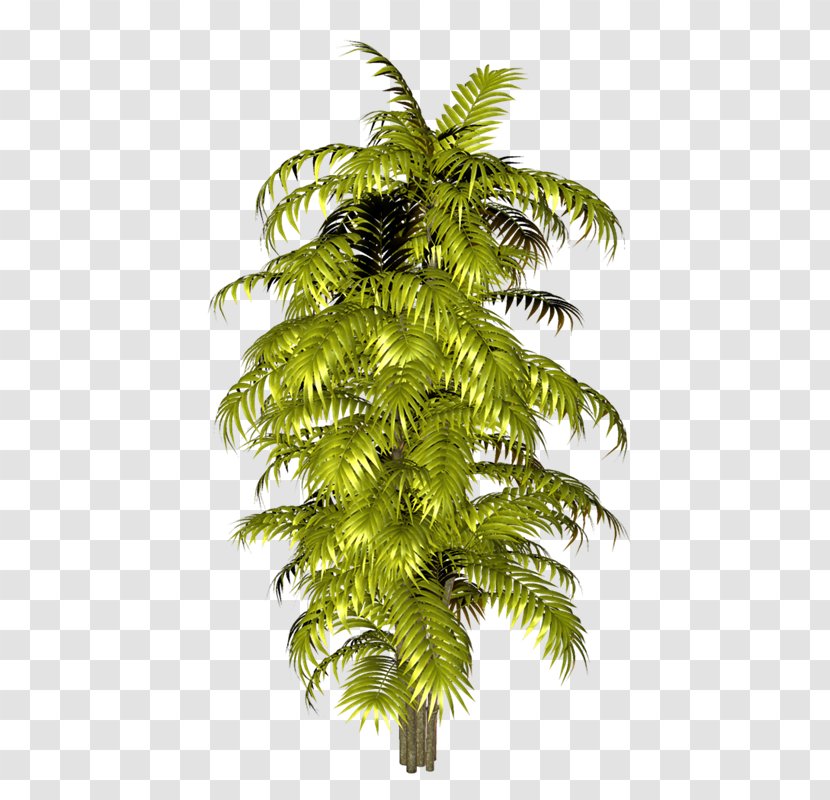 Arecaceae DeviantArt Photography Clip Art - Fern - Vf Transparent PNG