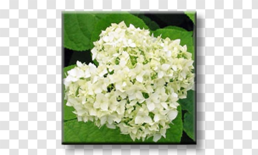 Hydrangea Byala, Ruse Province Shrub Cut Flowers Garden - Hydrengia Transparent PNG