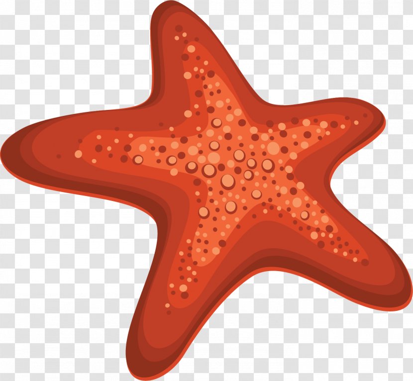 Clip Art - Echinoderm - Starfish Transparent PNG