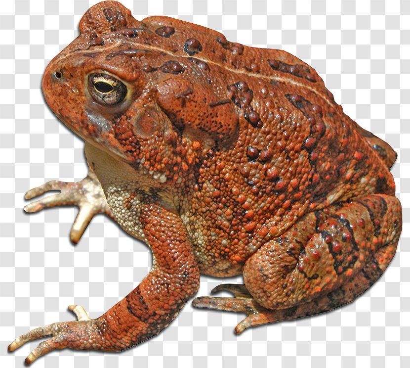 American Bullfrog True Frog Toad Reptile - Ranidae Transparent PNG