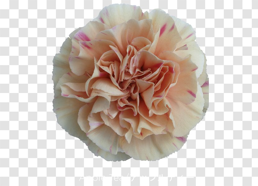 Cabbage Rose Carnation Cut Flowers Mother's Day - Peach - Flower Transparent PNG