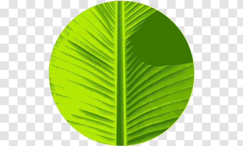 Banana Leaf Green Color Transparent PNG