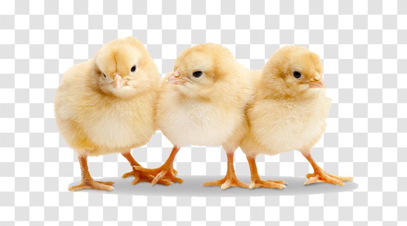 Chicken Duck Broiler Poultry Stock Photography - Baby Transparent Transparent PNG