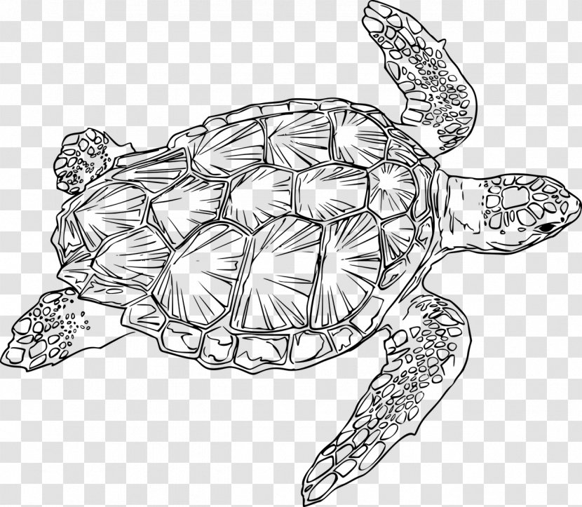 Green Sea Turtle Loggerhead Clip Art - Artwork - Seabed Drawing Transparent PNG