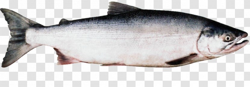 Coho Salmon Sockeye Chinook Chum - Seafood - Fish Transparent PNG