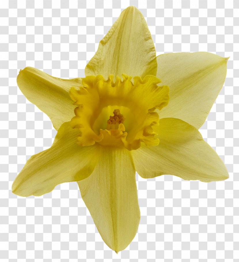 Wild Daffodil Desktop Wallpaper Image Jonquille - Plants - Narcissus Flower Candy Transparent PNG