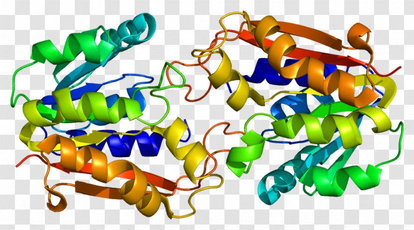 Guanidinoacetate N-methyltransferase Protein Glycocyamine Catechol-O-methyltransferase - Tree - Amine Nmethyltransferase Transparent PNG