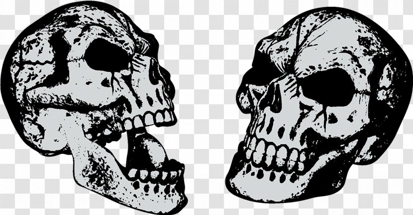 Skull Download - Bone Transparent PNG