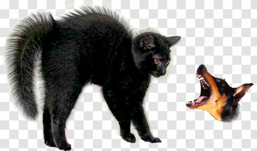 Black Cat Halloween Ragdoll Kitten Panther - Bird Hair Transparent PNG