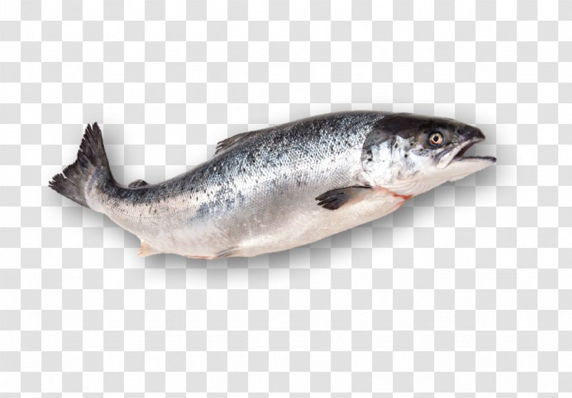 Sardine Smoked Salmon Fish Products Atlantic - Forage Transparent PNG