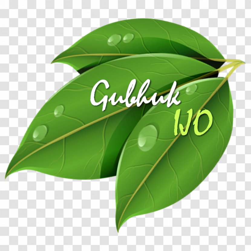 Leaf Neolamarckia Cadamba Agarwood Crop Green - Budi Daya Transparent PNG