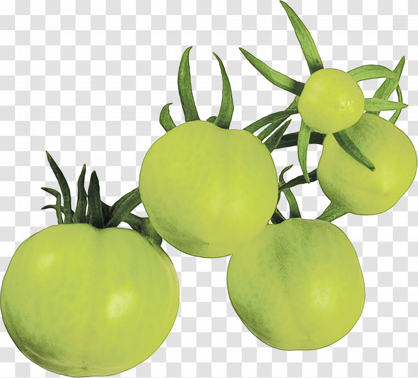 Tomato Transparent PNG