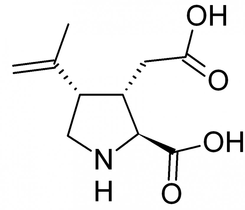 Kainic Acid Kainate Receptor Pharmaceutical Drug Chemical Substance - Chemistry Transparent PNG