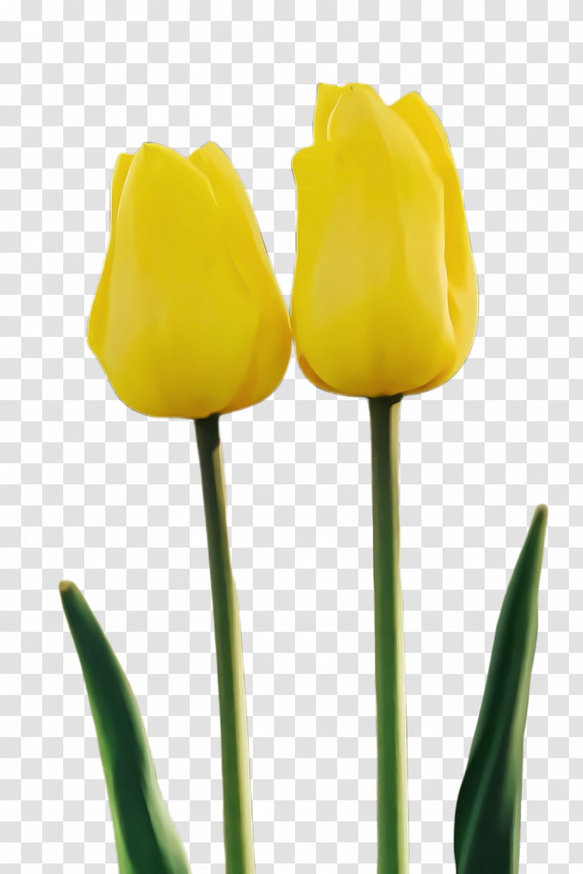 Yellow Tulip Flower Plant Petal - Lily Family - Bud Transparent PNG