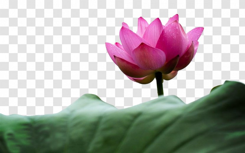 Flower Aquatic Plant Petal Stock.xchng Leaf - Photography - A Lotus Transparent PNG