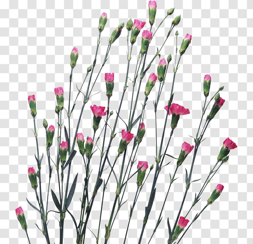 Carnation Flower Clove Clip Art - Dianthus Transparent PNG