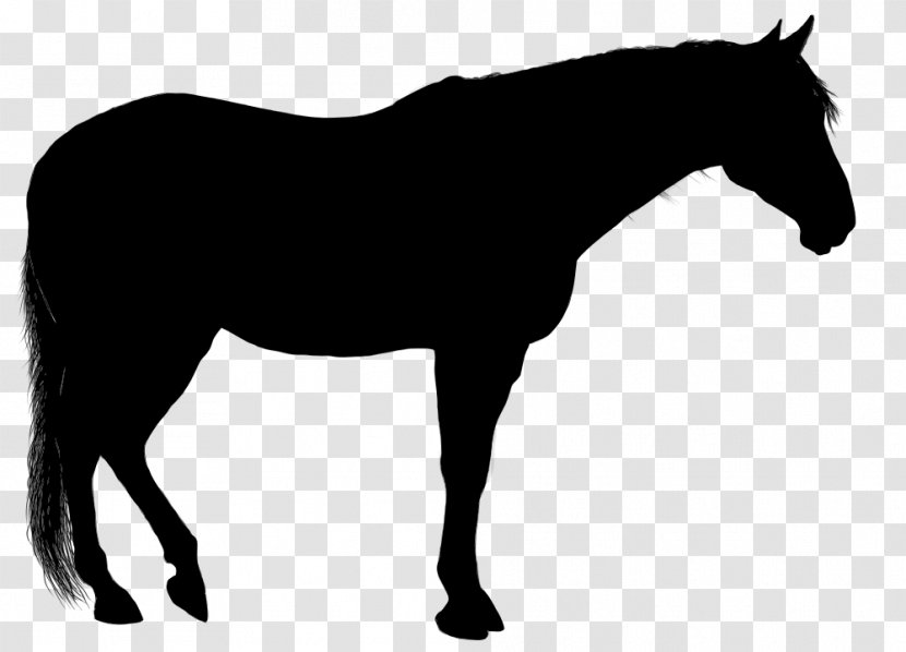 Arabian Horse Silhouette Clip Art - Equestrian Transparent PNG