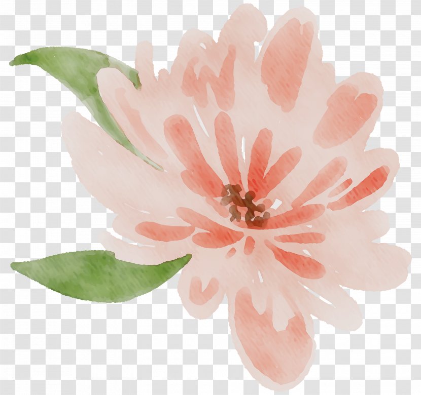 Petal Flowering Plant Peach Plants - Flower - Magnolia Transparent PNG