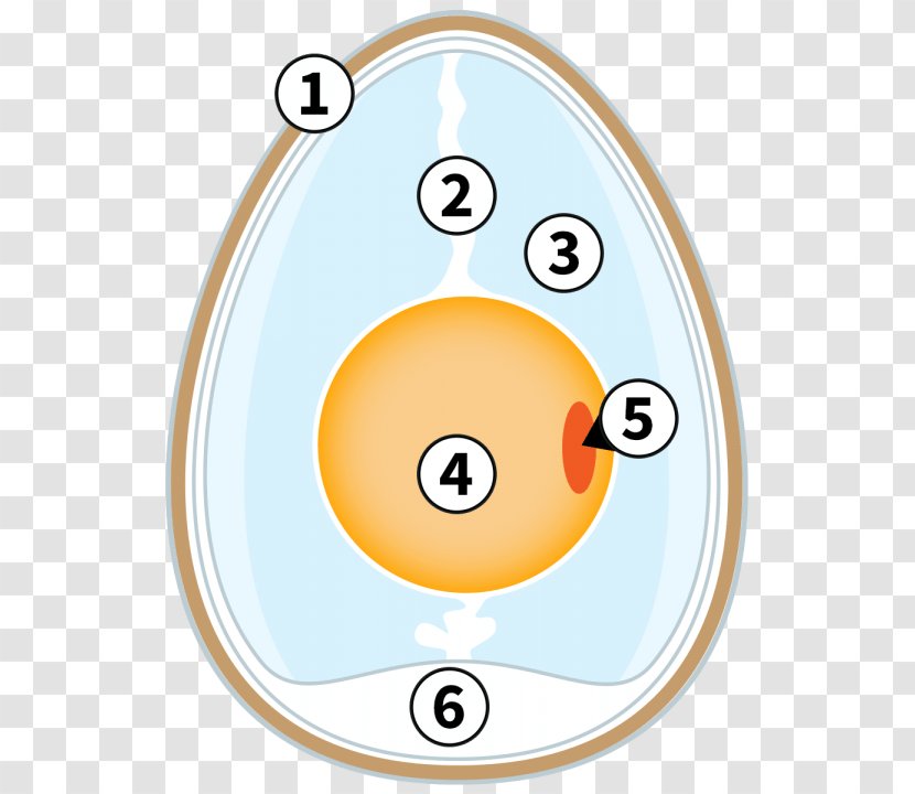 Circle Recreation Cartoon - Area Transparent PNG