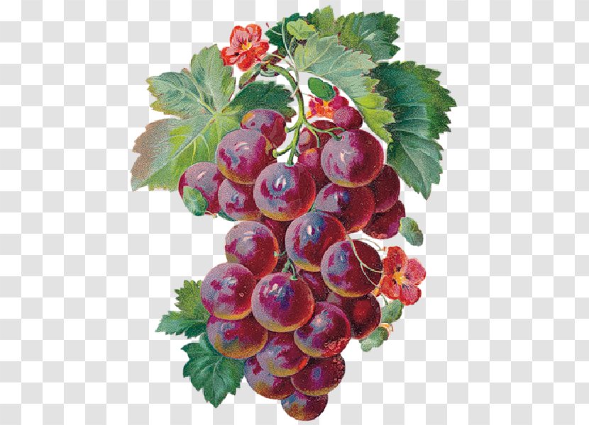Wine Grape Merlot Animaatio - Tenor Transparent PNG