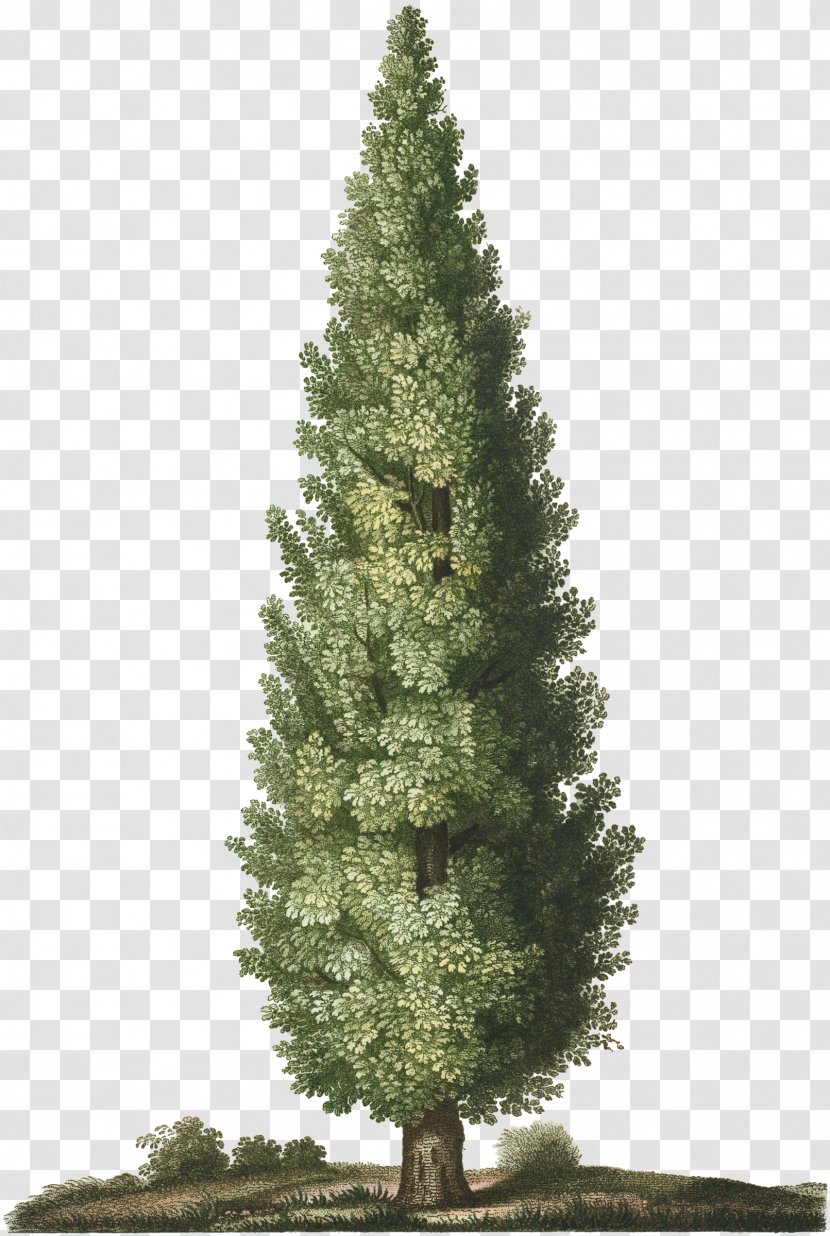 Spruce Christmas Tree Garden Pine - Time Transparent PNG