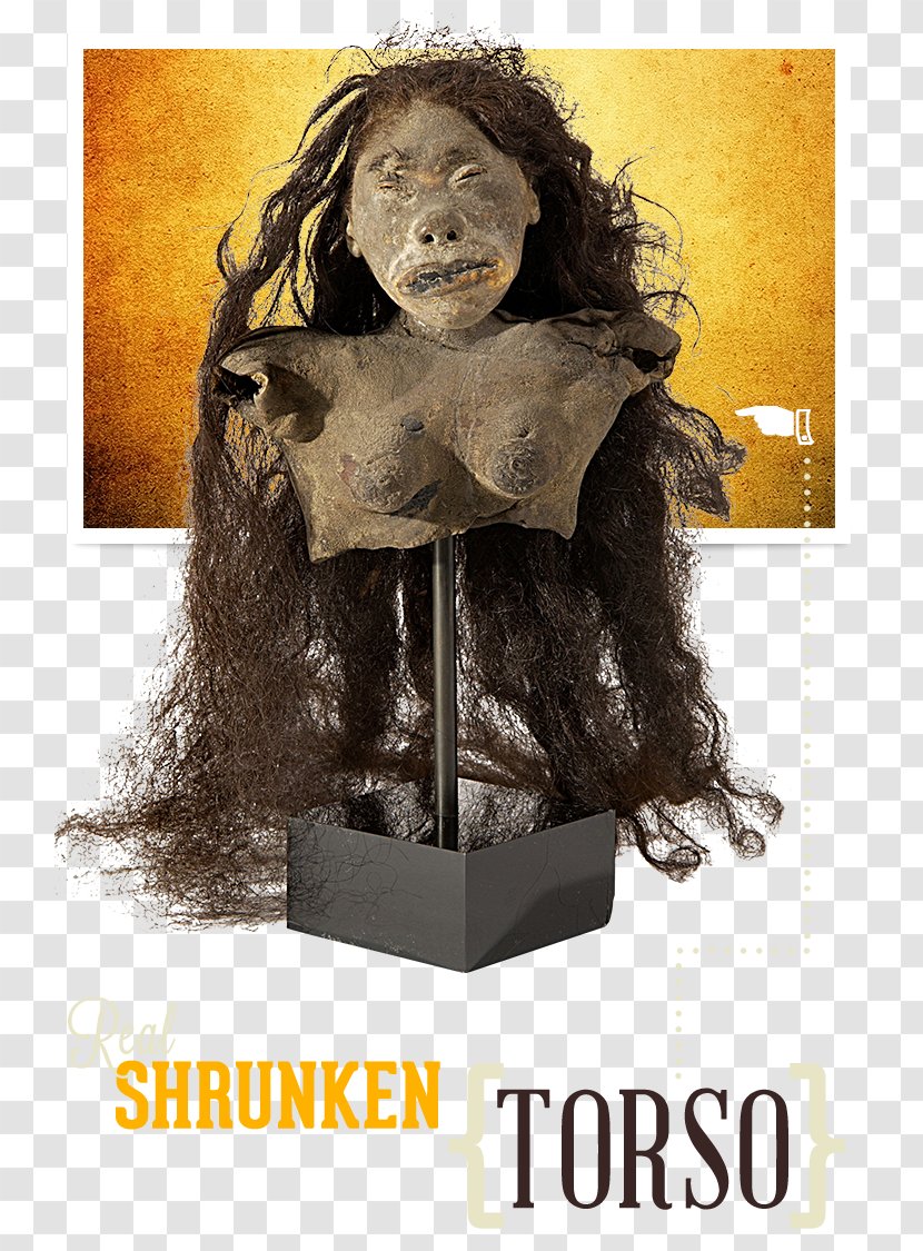 Shrunken Head Ripley's Believe It Or Not! Museum Not!, Key West, FL Jivaroan Peoples - American Horror Story Transparent PNG