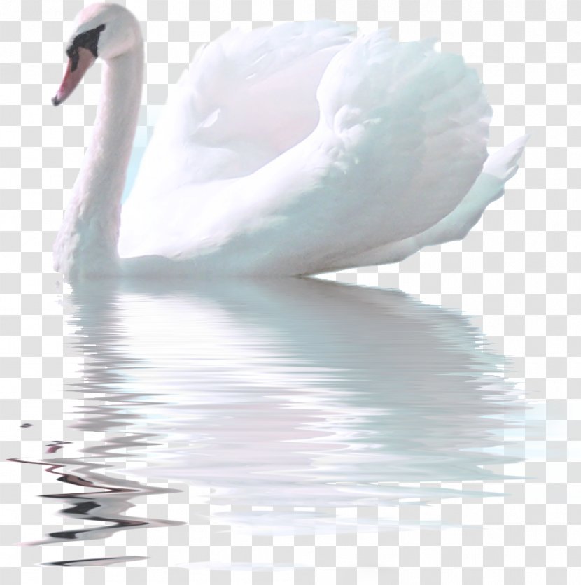 Bird Black Swan Ganso - Fond Blanc Transparent PNG