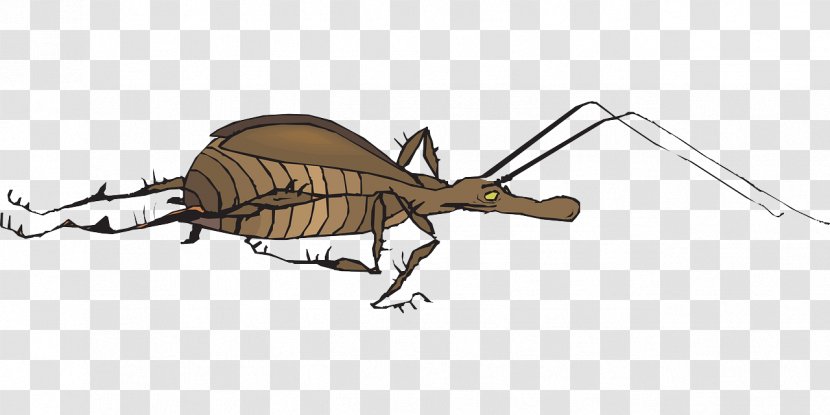 Insect Antenna Clip Art - Brown Cricket Transparent PNG