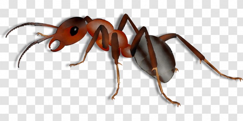 Ant Tithal Beach Universe Of The Legend Zelda Wasp - Arthropod - Carpenter Transparent PNG