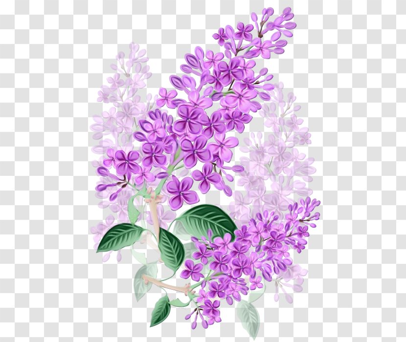 Lavender - Lilac - Branch Flowering Plant Transparent PNG