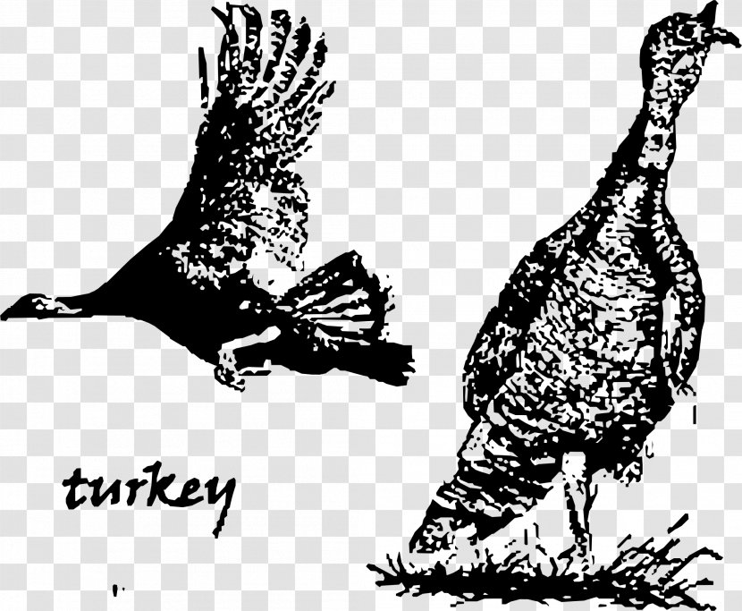 Turkey Drawing Duck - Monochrome - Bird Transparent PNG