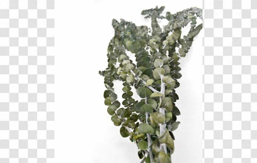 Gum Trees Leaf Plant Grass Fern - Sea Transparent PNG