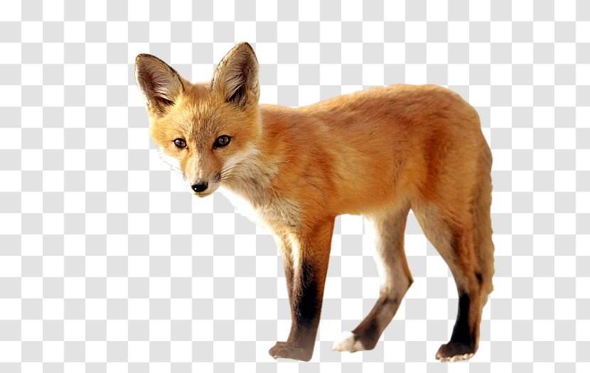 Red Fox Kit Dhole - Giphy Transparent PNG