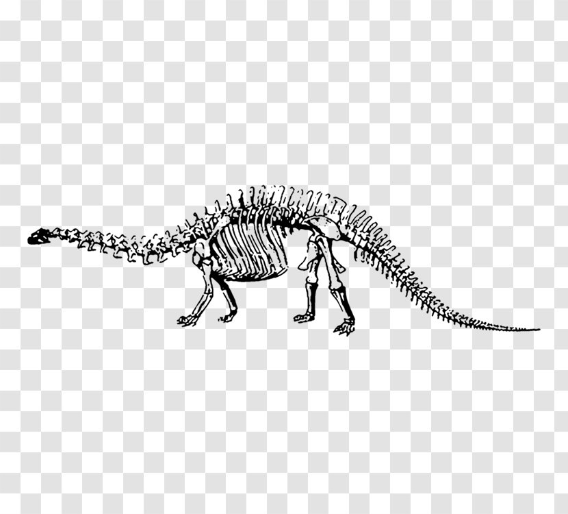 Dinosaur Museum Velociraptor Brontosaurus Apatosaurus Tyrannosaurus - Skeleton Transparent PNG