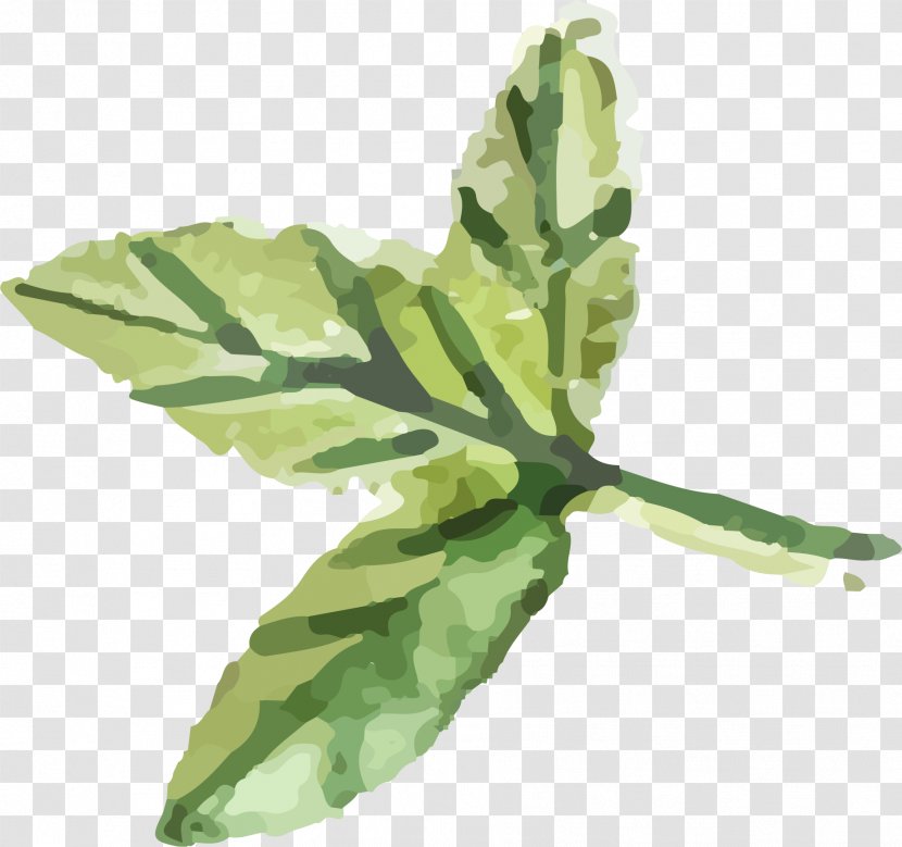 Spring Greens Herbalism Leaf Plant Stem Transparent PNG