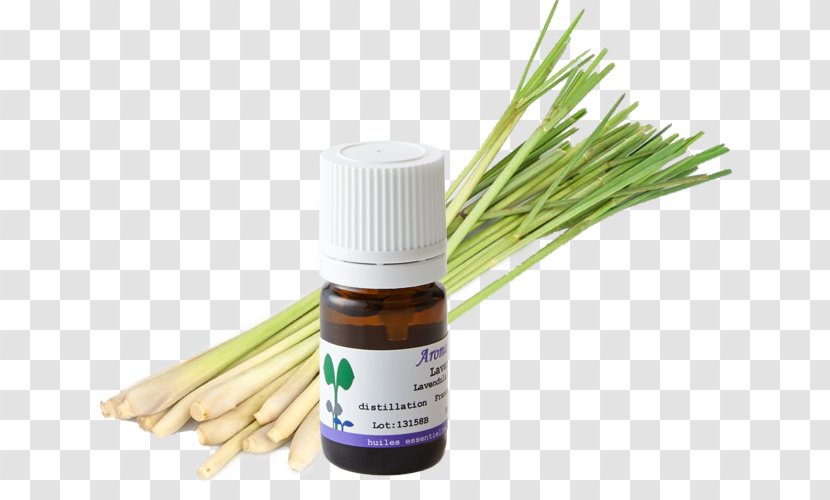 Herbalism Grasses Flavor - Herb Transparent PNG